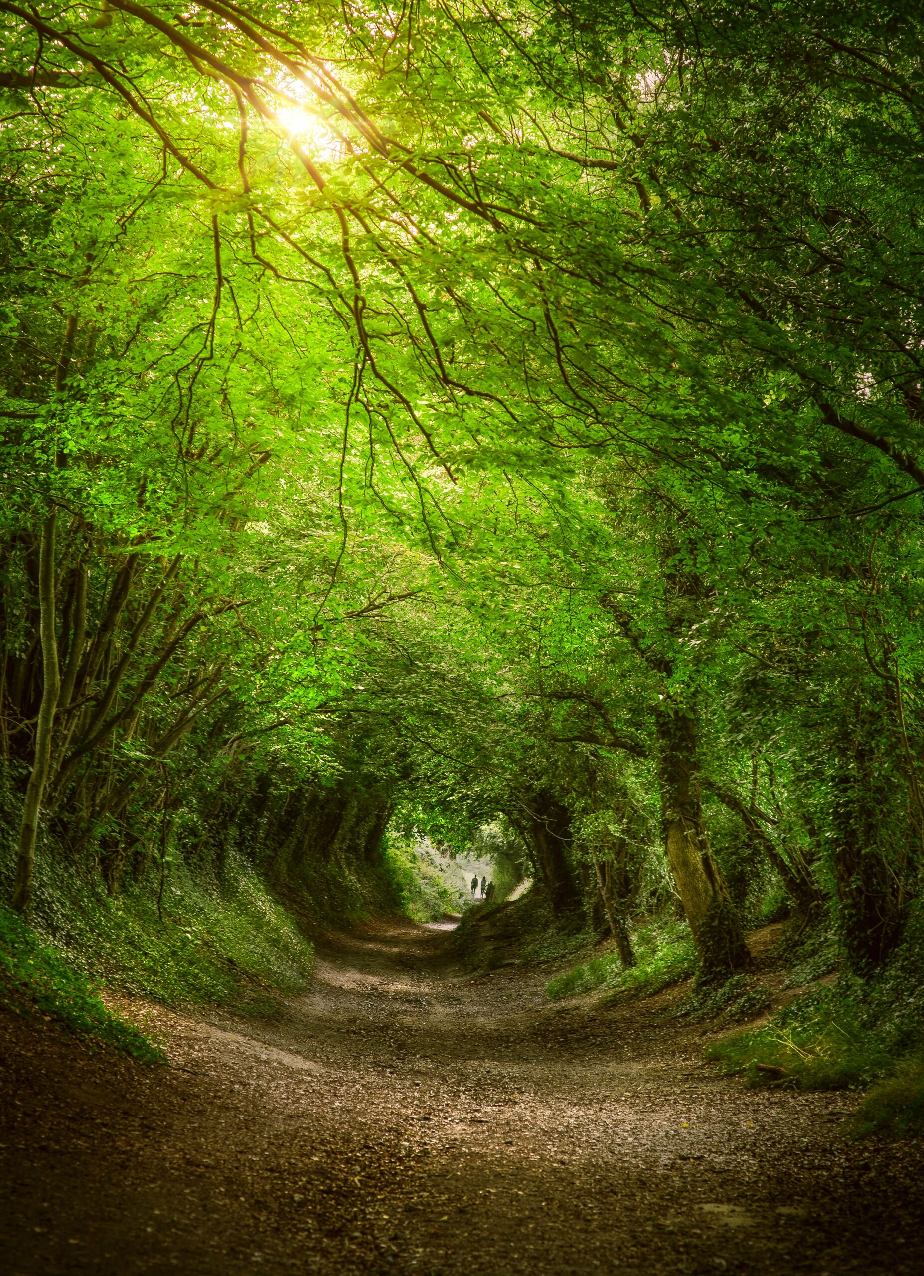 Discover 10 of the World’s Most Enchanting Tree Tunnels